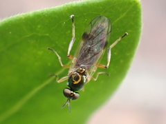 Actina viridis