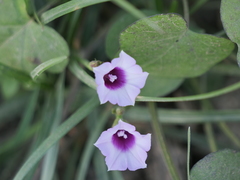 Ipomoea grandifolia