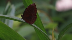 Elymnias hypermnestra beatrice
