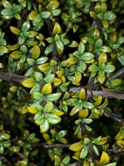 Coprosma pseudocuneata