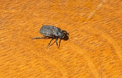 Cremastocheilus armatus