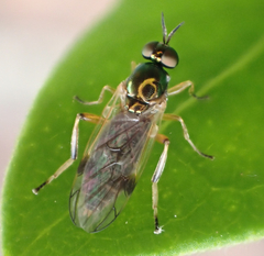 Actina viridis