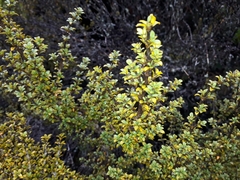 Coprosma pseudocuneata