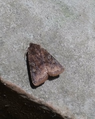 Cerastis leucographa