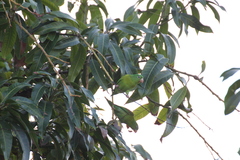 Brotogeris jugularis