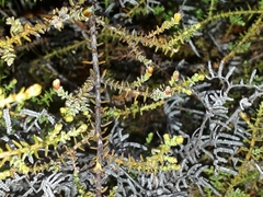Lepidothamnus laxifolius