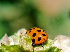 Hippodamia convergens