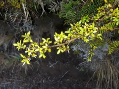 Coprosma cheesemanii