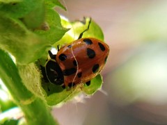 Hippodamia convergens