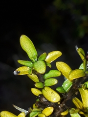 Coprosma cheesemanii
