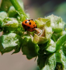 Hippodamia convergens