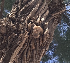 Inocutis tamaricis
