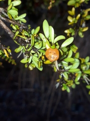 Coprosma cheesemanii