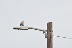 Streptopelia decaocto