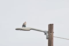 Streptopelia decaocto