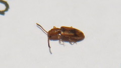 Cryptamorpha desjardinsi