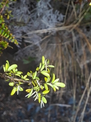 Coprosma cheesemanii