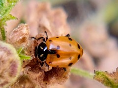 Hippodamia convergens