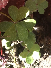 Oxalis californica