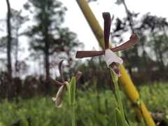 Cleistesiopsis