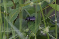 Otiorhynchus cardiniger
