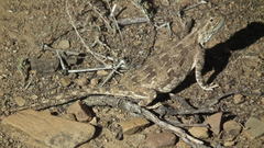 Agama aculeata aculeata