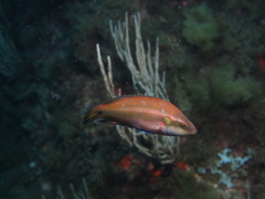 Symphodus ocellatus