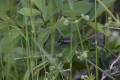 Otiorhynchus cardiniger