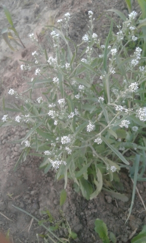 Lepidium sativum image