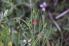 Lathyrus sphaericus
