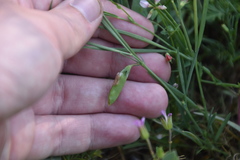 Lathyrus sphaericus