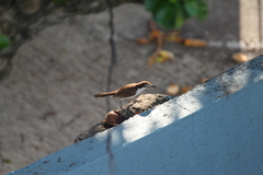 Campylorhynchus griseus