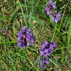Lavandula angustifolia