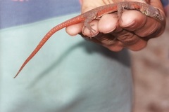 Platysaurus
