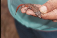 Platysaurus