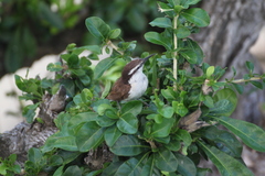 Campylorhynchus griseus