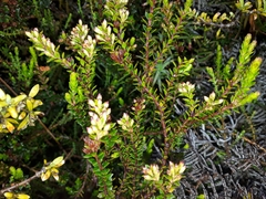Epacris alpina