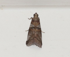 Conobathra hemichlaena