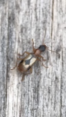 Demetrias imperialis