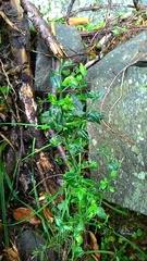 Prinsepia scandens