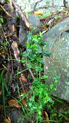 Prinsepia scandens