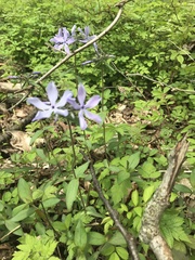 Phlox divaricata divaricata