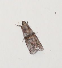 Conobathra hemichlaena