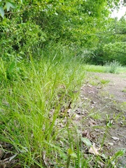 Carex leavenworthii