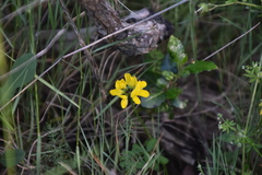 Securigera securidaca