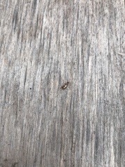 Demetrias imperialis