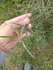 Grindelia scorzonerifolia
