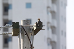 Melanerpes rubricapillus