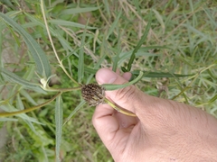 Grindelia scorzonerifolia