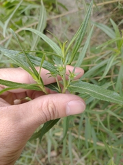 Grindelia scorzonerifolia
